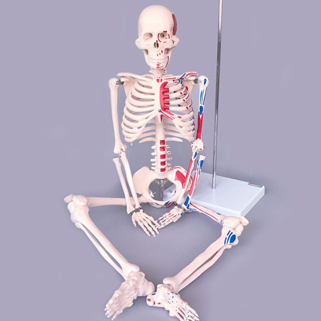 Disarticulated Medical Teaching 85cm Skeleton Anatomy Model Full Size