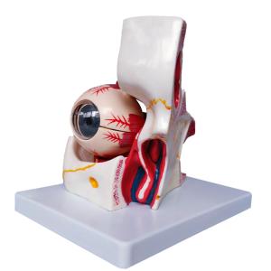 Quality Hospital Teaching Medical Human Anatomy Eye Model With Orbit wholesale