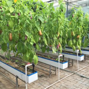 Quality Industrial Greenhouse Hydroponic Vegetable Growing System with 11 liters Volume wholesale