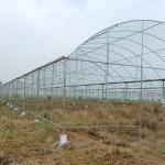 Plastic Film Greenhouse Multi Span Rain Shelter Greenhouse For Plum Growing