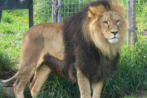 Quality Custom Life Size Animatronic Animals Lion King On Site Installation Available wholesale