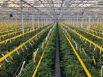 USA/Canada Steel Structure Vegetables Planting Single-Arch Greenhouse for