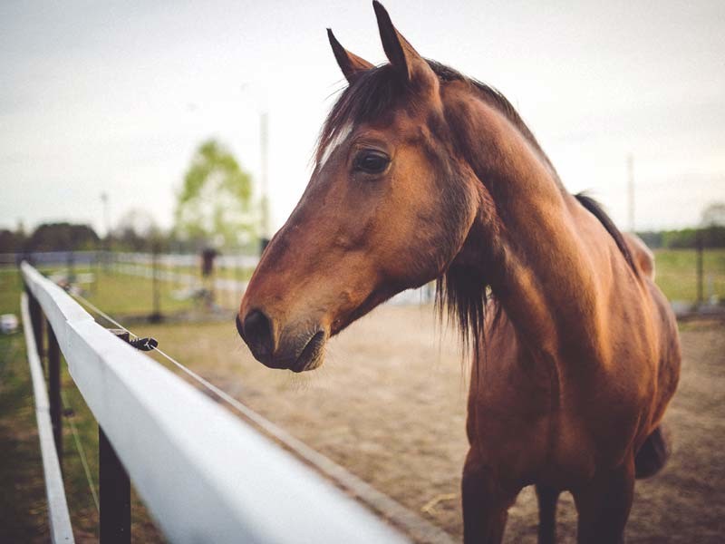 18 Portable Horse Stall Panels HEAVY Duty Outdoor Animal Enclosure with Gate