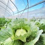 6x15m Multipurpose Tunnel Greenhouse With Superior Light Transmission