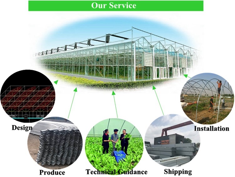 Multi Span Agriculture Greenhouse Height 3m Customized Length 50m