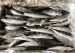 Purse Seine Catch 60g 70g Bulk BQF Frozen Fishing Bait