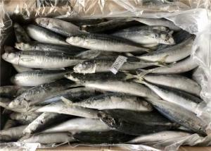 Quality Purse Seine Catch 60g 70g Bulk BQF Frozen Fishing Bait wholesale