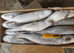 Mugil Cephalus Cephalus Gutted 1000g 1500g Frozen Grey Mullet
