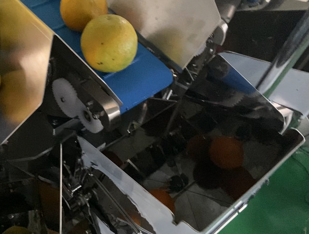 SUS304 Fruit Multihead Weigher Custom Feeding Belt For Avoiding Damaged