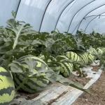 Multi-Span Commercial Greenhouse Hydroponic Growing System for Fruits and
