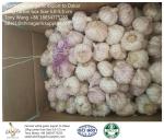 Garlic to Senegal