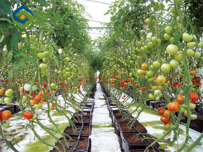 Large Size Tomato Plant Greenhouse Galvanized Steel Skeleton Materials