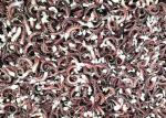 White Color Giant Sea Squid Eu Standard , Iqf Seasoned Squid Tentacle Chemical