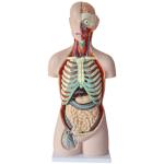 Tall 85cm Half Body Sexless Human Anatomy Model With 20 Parts