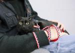 Cat Vest Harness And Leash Set To Outdoor Walking Nylon Pet Rope Cat Chest Strap