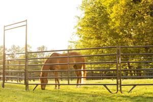 Quality Portable Corral Fence Galvanized Cattle Yard Horse Fence Panel Livestock Panels wholesale