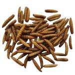 Black Soldier Fly Protein Powder - Rich in Essential Amino Acids 30g Serving