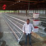 Professional Layer Battery Cage Install In Nigeria Automatic Chicken Cage Doris