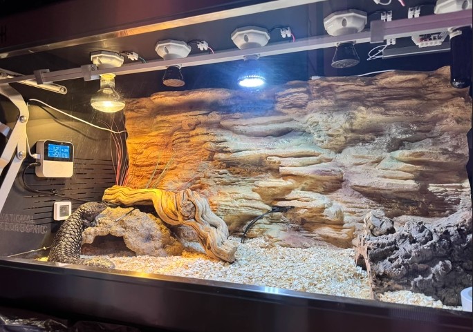 Water Resistant Reptile Tank Background Eco Friendly And Easy Maintenance