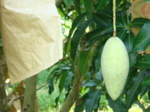 Quality Growing bag for mango cheap price wholesale