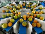 TOUPACK 14 Head 5.0L Weigh Filler Packaging Machine , Vegetable Packaging