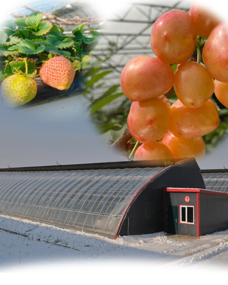 Tomato and Cucumber Growing Sunlight Greenhouse Solution