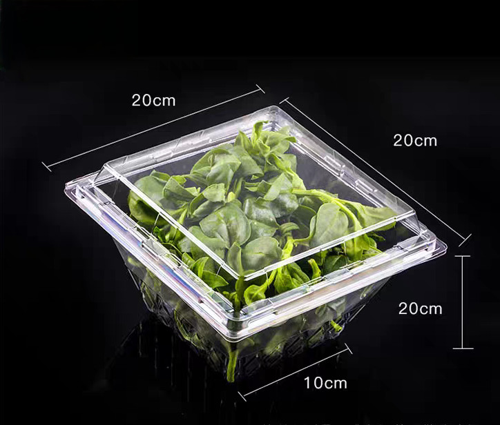 Customized square anti fog PET transparent vegetable lock fresh box disposable blister herb clamshell packaging lettuce plastic packaging