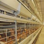 HDG H Type Battery Chicken Cage For Laying Hens 3-10Tiers