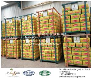 Quality Garlic to Brazil wholesale