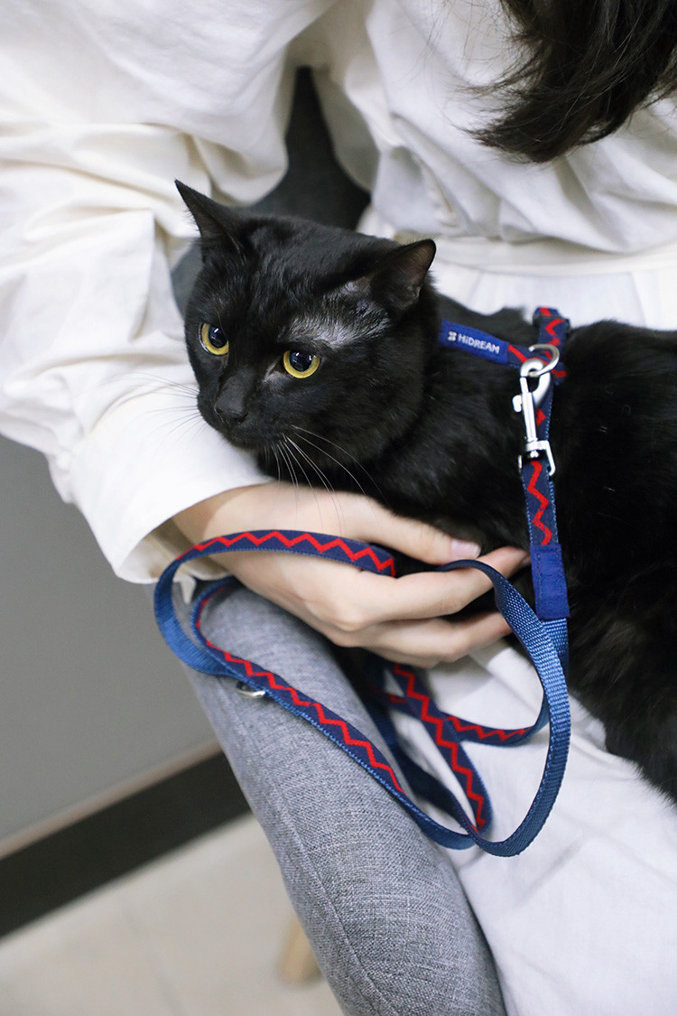Vest Cat Harness And Leash Set For Walking Escape Proof