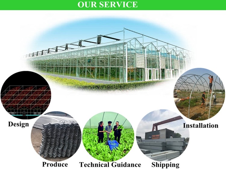 Section 4m-5m Greenhouses The Ultimate Solution for Commercial Soilless Cultivation