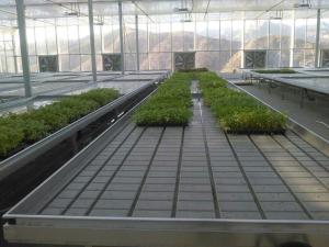 Quality Transparent Commercial Glass Greenhouse Good Light Transmission With Insulating Glass wholesale