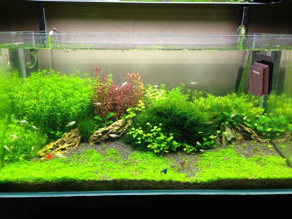 Double Side Glass Aquarium Cleaning Tool