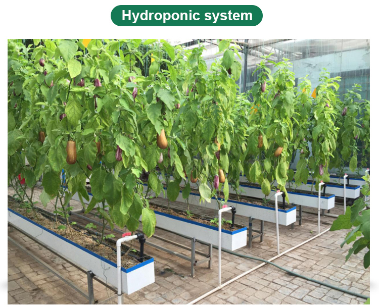 Multi-Span Agricultural Greenhouses for Sustainable Fruits and Vegetables Cultivation