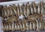 Bulk 200g Three Spot Swimming Crab Fresh Frozen Seafood