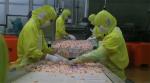 Industrial Shrimp Cooking Machine Durable 3.7KW For Processing