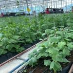 Large Scale Farming Greenhouse Multi Span Hydroponic Growing System at