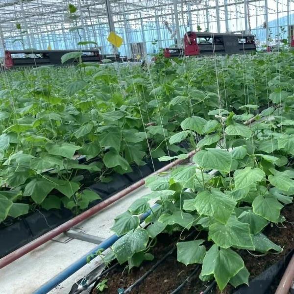 Large Scale Farming Greenhouse Multi Span Hydroponic Growing System at