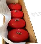 Commercial Fire Safety Equipments Manual Control