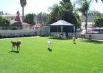 Modern Background Home Pet Artificial Turf , Green Synthetic Grass For Pets