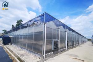 Quality Crop Growth Polycarbonate Greenhouse With Snow Resistant Aluminum Frame wholesale