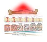 Muscle Message 635nm 660nm 850nm LED Red Light Therapy Beds For Chiropractic Use