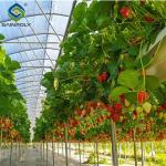 SAINPOLY Easily Assembled Fruit Growing Greenhouse Strawberry Production