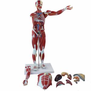 Quality 30Inch Muscle Viscera Anatomical Skeleton Model Full Size For Medical Teaching Study wholesale