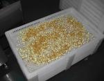Food Grade Plastic Drying Trays For Drying Paintball / Softgel / Capsule