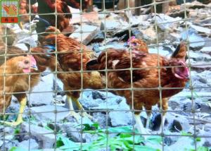 Quality Gray Plastic Poultry Netting, Temporary Chicken Fence, 1.2M High, 35GSM, Chicken Netting wholesale