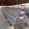 Buy cheap Commercial Chicken Layer Battery Cage System 2.0m*2.0m*1.45m In Nigeria Star from wholesalers