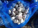 5.5-6.0 cm China fresh garlic export to Ecuador Guayaquil