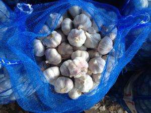 Quality 5.5-6.0 cm China fresh garlic export to Ecuador Guayaquil wholesale