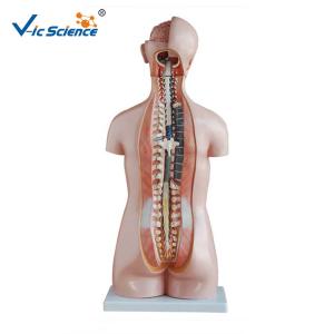 Quality Professional Human Torso Model 85cm Sexless Torso 20 Parts For Simulation Training wholesale